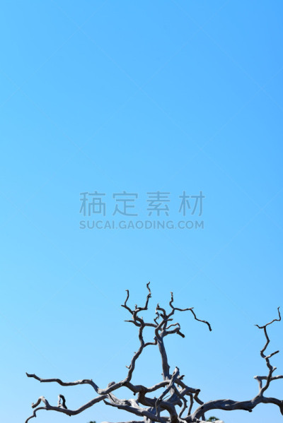天空,蓝色,树梢,天气,正下方视角,在底端,建筑结构,橡树,垂直画幅,美国