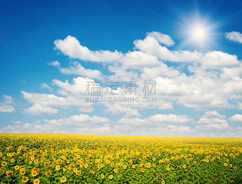 向日葵,天空,蓝色,田地,日光,农业,自然,黄色,季节,自由