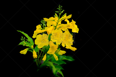 木兰纲,自然,黄色,泰国,图像,无人,斑点管口鱼,植物,夏天,水平画幅