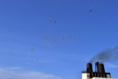 信天翁,动物群,船,中国,水剃鸟,筑巢处,一群鸟,漏斗,烟囱,邮轮