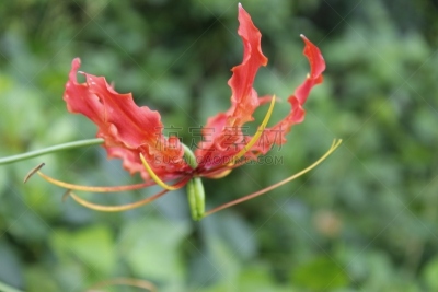 家庭,火红色百合,开花植物,动物,橙色,仅一朵花,番红花属,自然美,生物,植物