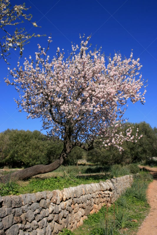 杏树类,垂直画幅,天空,石墙,puerto de soller,无人,蓝色,sierra de tramuntana,自然界,前面