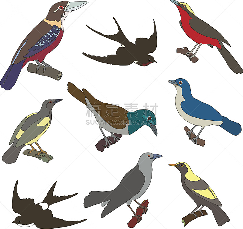 鸟类,矢量,园丁鸟,笑翠鸟,北美黑鸟,知更鸟,可爱的,多样,野生动物,北美歌雀
