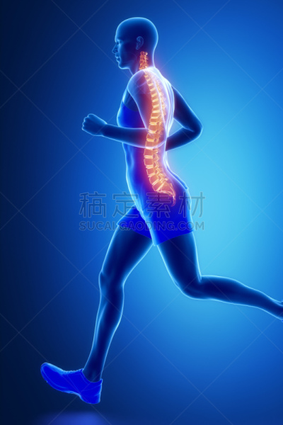 脊柱,慢跑,男人,透明,椎间盘,脊柱侧凸,尾骨,颈椎,脊椎,垂直画幅