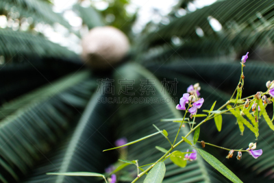 棕榈树,前面,丁香花,小的,美,新宿区,水平画幅,绿色,地形,日本