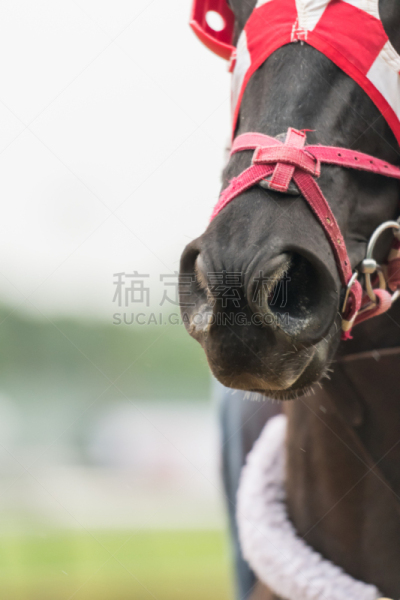 留白,人的鼻子,马,喇叭鼻孔,肯塔基州,蹄,马勒,猪嘴,垂直画幅,空白的