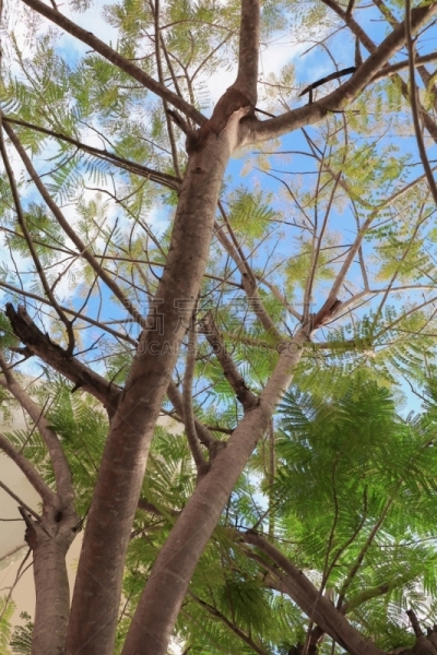 叶子,自然美,枝,森林,正下方视角,垂直画幅,无人,古老的,巨大的,雨豆树
