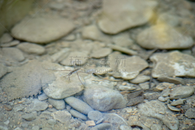 负蝽科,自然,美国,水平画幅,无人,夏天,昆虫,自然美,摄影