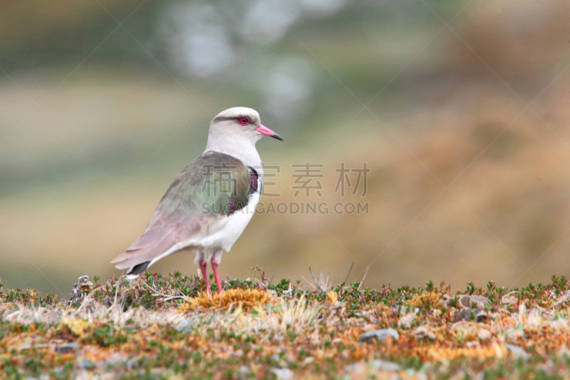 麦鸡亚科,鸟类,秘鲁,安地斯山脉,南美,野生动物,水平画幅,无人,动物,摄影