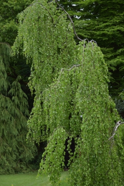 白桦,垂枝山毛榉,自然,垂直画幅,绿色,无人,户外,树林,植物,英国