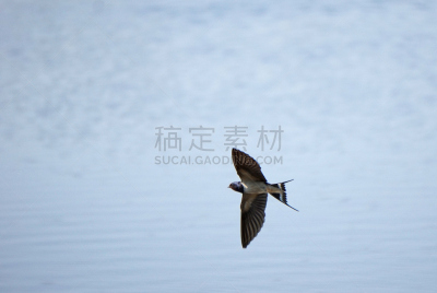 家燕,张开翅膀,水,水平画幅,谷仓,鸟类,动物身体部位,野外动物,户外,湖