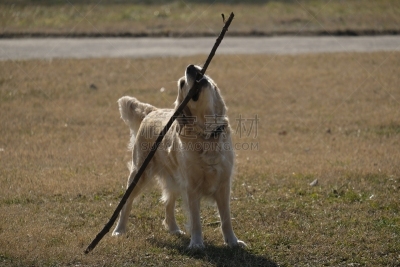 狗,拉布拉多犬,进行中,棍,可爱的,纯种犬,肖像,草,导盲犬,动物