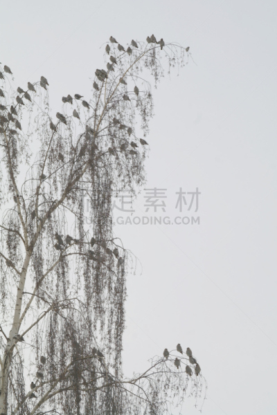 鸟类,小的,羊群,垂直画幅,天空,褐色,风,无人,努力,特写