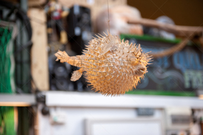 河豚,府谷,水平画幅,有毒生物体,2015年,日本,危险,海产,图像,摄影