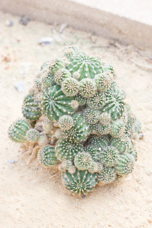 植物,仙人掌,大戟科,海胆,萨挂诺仙人掌,芦荟,垂直画幅,无人,商店,生长