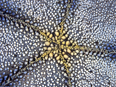 海星,式样,水平画幅,高视角,整体情况,动物学,水下,动物习性,动物身体部位,野外动物