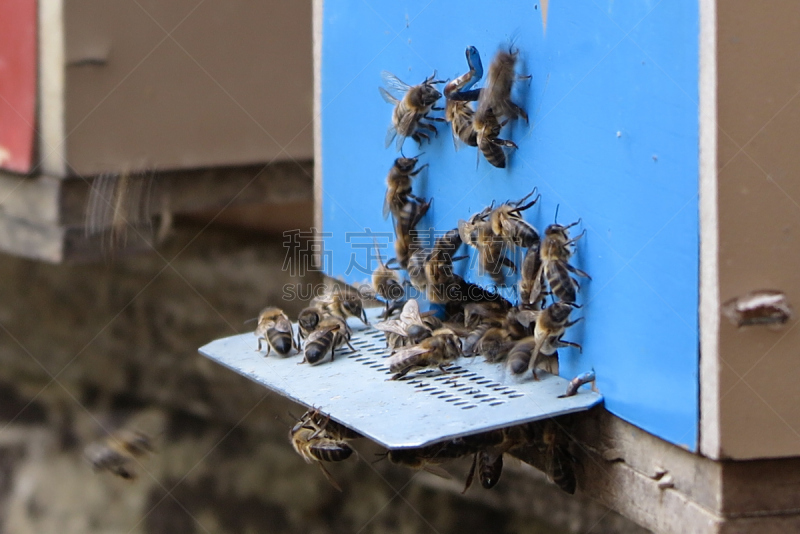 蜂箱,蓝色,房屋,蜂王,黄蜂巢,昆虫群,黄蜂,beekeeper,蜂蜡,养蜂