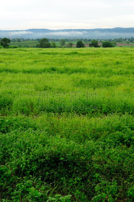 草地,垂直画幅,石南花,绿色,枝繁叶茂,无人,草原,户外,潘帕斯大草原,草