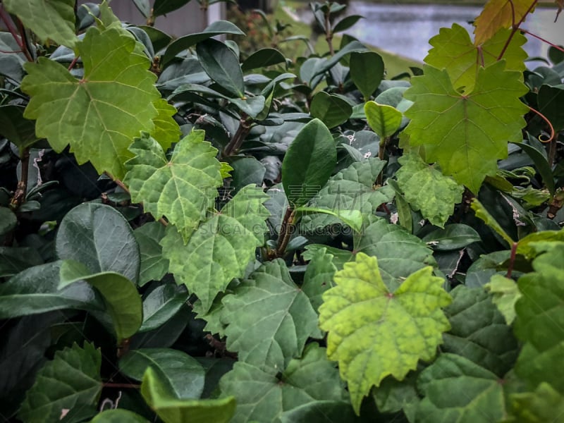 heart shaped  jagged leaf on a vine in selective focus