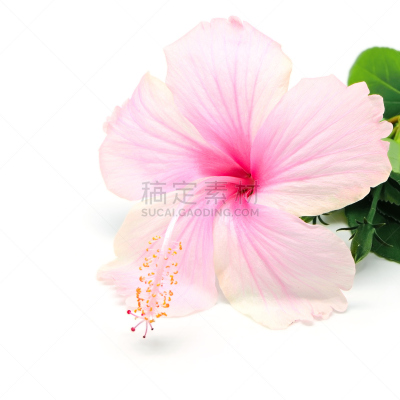 木槿属,花柱头,塔西提岛,美,夏天,特写,夏威夷大岛,热带气候,健康生活方式,灌木