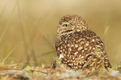 角珊瑚,穴鸮鸟,美国,佛罗里达,雅典娜,洞穴,系船柱,猫头鹰,美,褐色
