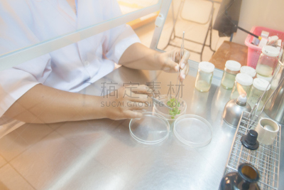 实验室,科学家,皮氏培养皿,泰国,植物,柔和,芦笋,选择对焦,切断,表演