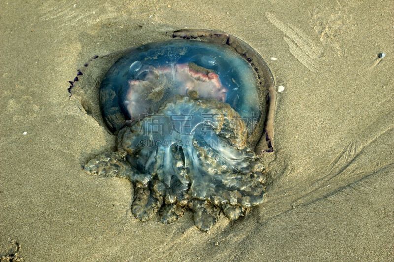 海滩,水母,水,美,水平画幅,沙子,无人,夏天,户外,德国北海地区