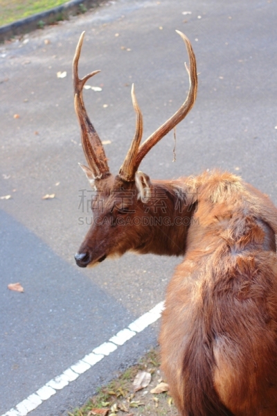 brow-antlered deer,自然,垂直画幅,动物群,无人,动物,远古的,图像,社区,摄影