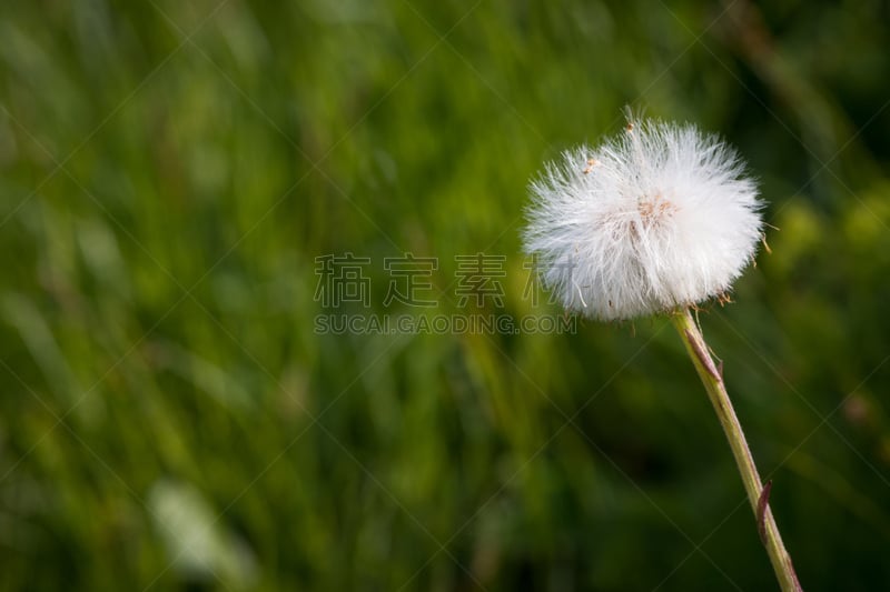 蒲公英,蒲公英种子,水平画幅,无人,早晨,夏天,干的,仅一朵花,新生活,植物学