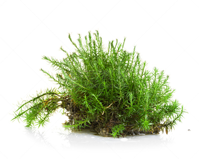 苔藓,白色,绿色,分离着色,苔藓植物,水平画幅,纹理效果,无人,泥土,户外