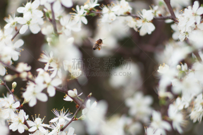 蜜蜂,梅花,动物肾脏,动物内脏,风,水平画幅,早晨,白色,植物,李子