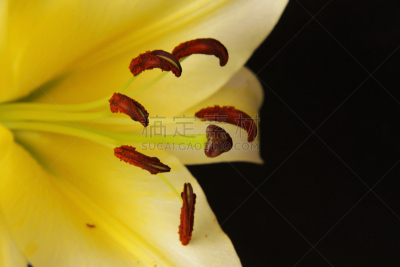 特写,占星百合,黄色,自然,美,水平画幅,雄蕊,无人,黑色,仅一朵花
