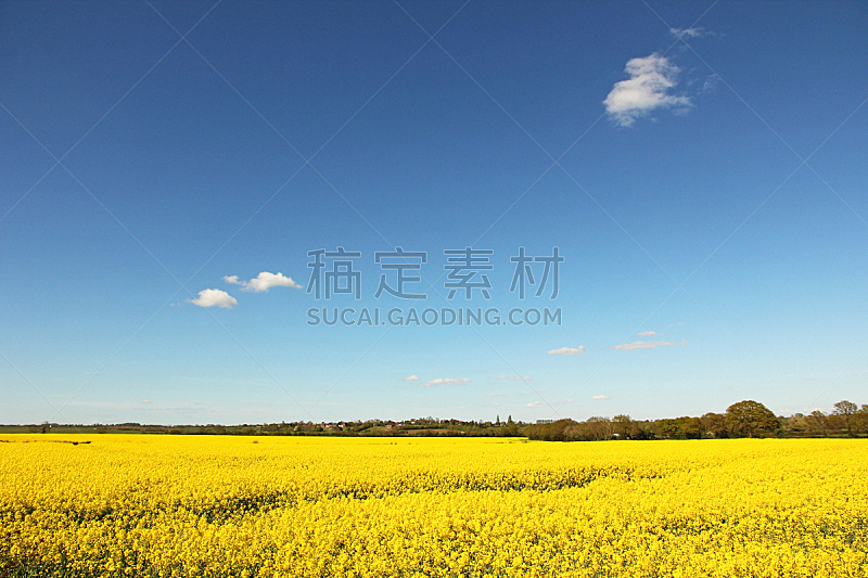 天空,田地,蓝色,油菜花,黄色,水平画幅,无人,户外,明亮,农作物