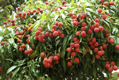 荔枝,自然,水平画幅,水果,无人,夏天,特写,泰国,红色,亚洲