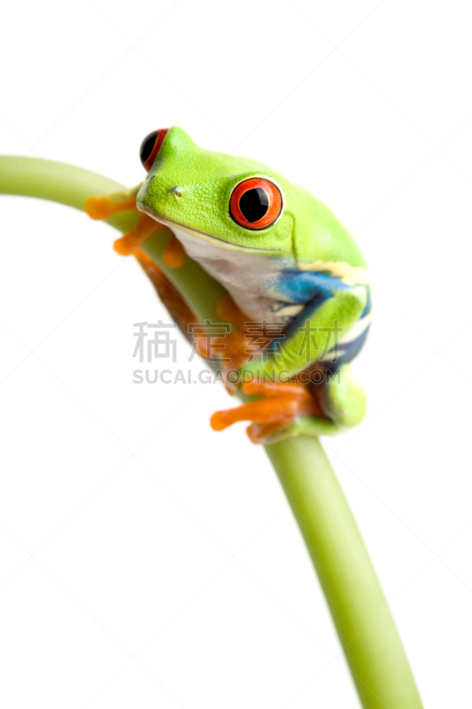 红眼树蛙,自然,垂直画幅,野生动物,绿色,橙色,青蛙,白色背景,背景分离,树蛙