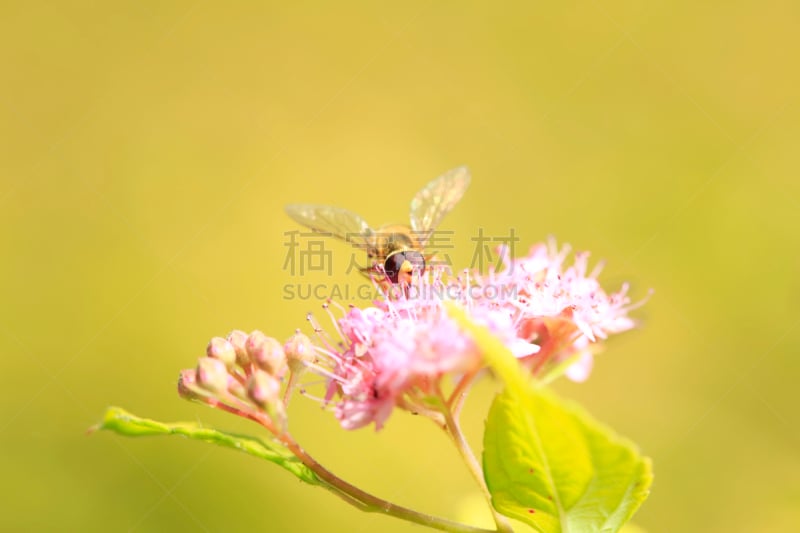 蜜蜂,西西里蜂蜜百合,复眼,食蚜蝇,生态保护区,天蛾,春季系列,芳香的,水平画幅,动物身体部位