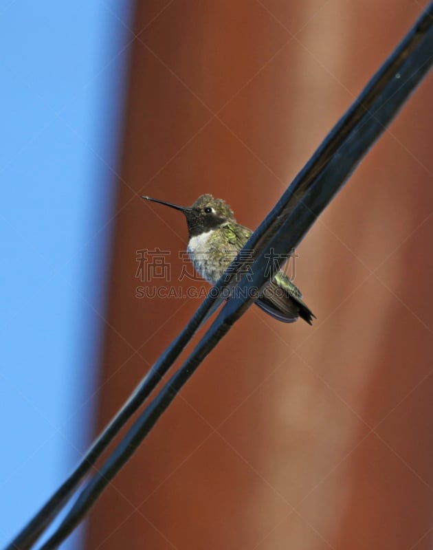 黑颏蜂鸟,垂直画幅,小的,2015年,鸟类,图森市,金属丝,蜂鸟,亚利桑那,摄影