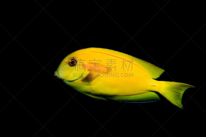 鱼类,礁石,可爱的,华丽的,野生动物,blue tang fish,动物,海鱼,神仙鱼,人的脸部