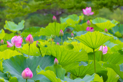 荷花,水,芳香的,优美,纯净,夏天,明亮,充满的,白色,横滨