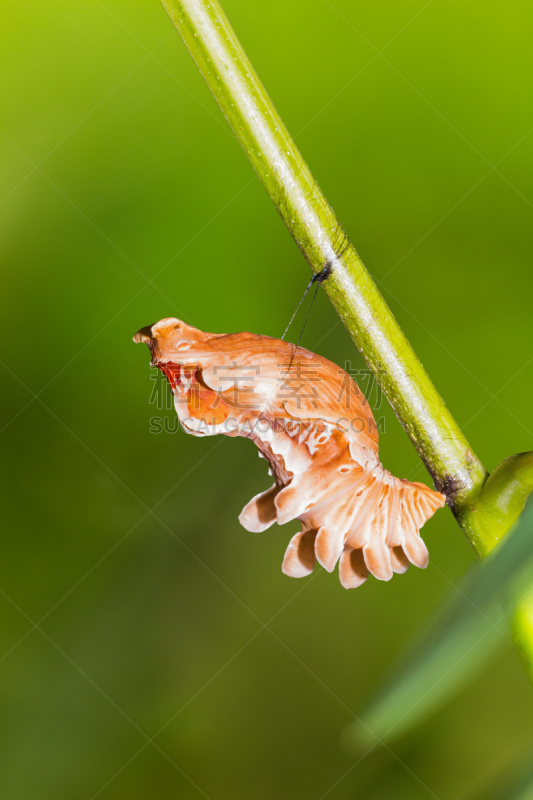 茧,鹭管鱼,玫瑰,自然,垂直画幅,无脊椎动物,野生动物,绿色,小的,蝴蝶