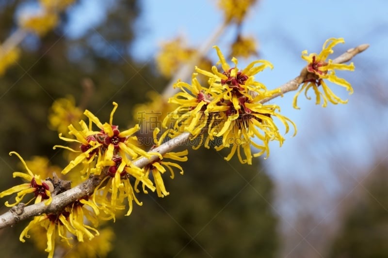 春天,黄色,早晨,女巫,榛子树,花朵,无忧无虑,公园,香枫树,细的