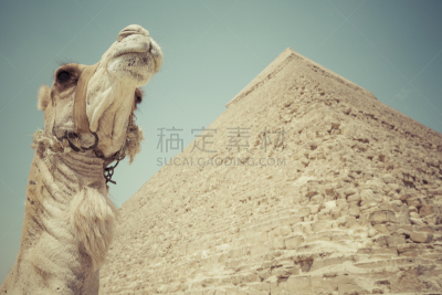 吉萨金字塔群,吉萨,非凡的,开罗,古王国金字塔,khafre,埃及的种族,胡夫金字塔,北非人,古埃及文明