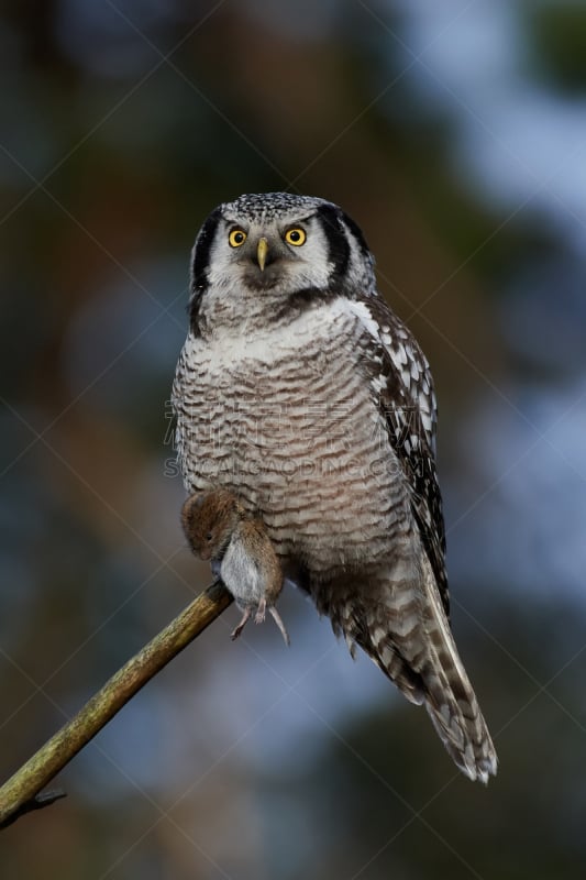 hawk owl,猫头鹰,老鹰,北,自然,垂直画幅,野生动物,无人,鸟类,野外动物