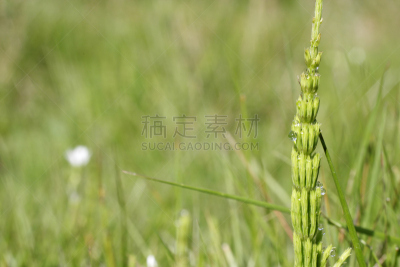 马尾,留白,特写,幼小动物,默顿地区,萨里市,自然,水平画幅,绿色,无人