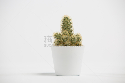 白色,白色背景,仙人掌,花盆,鸡冠仙人掌,正面视角,多毛的,柔和,清新
