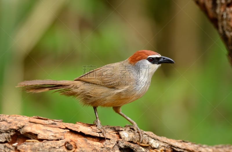 chestnut-capped babbler,水平画幅,无人,鸟类,动物身体部位,野外动物,户外,泰国,雨林,北美歌雀