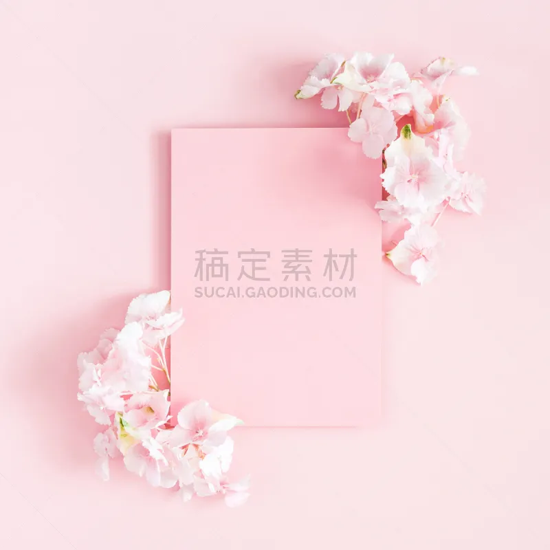八仙花属 纸 在上面 空白的 粉色背景 风景 平铺 留白 花 构图图片素材下载 稿定素材