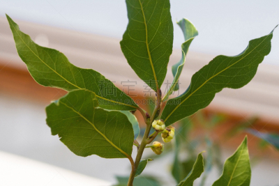 月桂树叶,花蕾,农业,菜园,食品,小的,农场,植物,户外,园艺