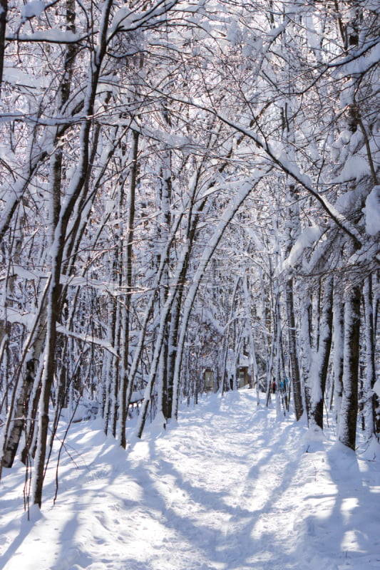 冬天,垂直画幅,雪,无人,户外,树林,白色,小路,雪花,树