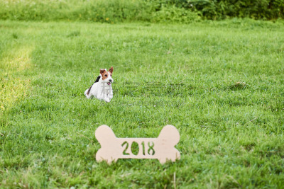 福克斯猎狐犬,新年前夕,狗,可爱的,2018,幸福,派克大街,硬毛猎狐犬,友谊港龙虾水利,环保袋